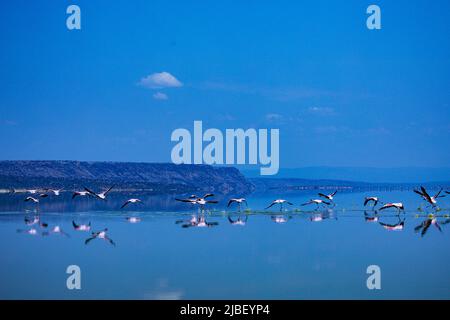 Der Magadi-See ist der südlichste See im Kenia Rift Valley und liegt in einem Einzugsgebiet von vulkanischen Felsen nördlich von Tansania Stockfoto