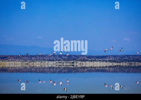 Der Magadi-See ist der südlichste See im Kenia Rift Valley und liegt in einem Einzugsgebiet von vulkanischen Felsen nördlich von Tansania Stockfoto