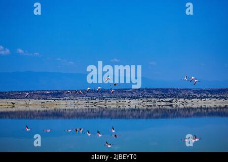 Der Magadi-See ist der südlichste See im Kenia Rift Valley und liegt in einem Einzugsgebiet von vulkanischen Felsen nördlich von Tansania Stockfoto