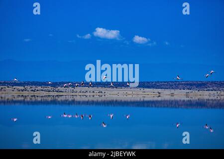 Der Magadi-See ist der südlichste See im Kenia Rift Valley und liegt in einem Einzugsgebiet von vulkanischen Felsen nördlich von Tansania Stockfoto