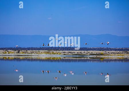 Der Magadi-See ist der südlichste See im Kenia Rift Valley und liegt in einem Einzugsgebiet von vulkanischen Felsen nördlich von Tansania Stockfoto