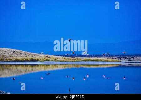 Der Magadi-See ist der südlichste See im Kenia Rift Valley und liegt in einem Einzugsgebiet von vulkanischen Felsen nördlich von Tansania Stockfoto