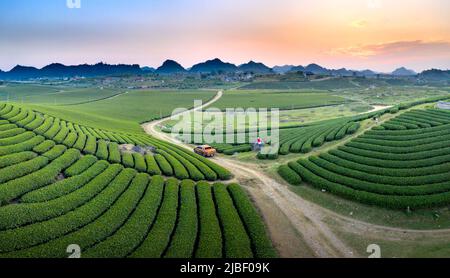 Sonnenuntergang auf dem MOC Chau Tea Hill, Provinz Son La, Vietnam Stockfoto