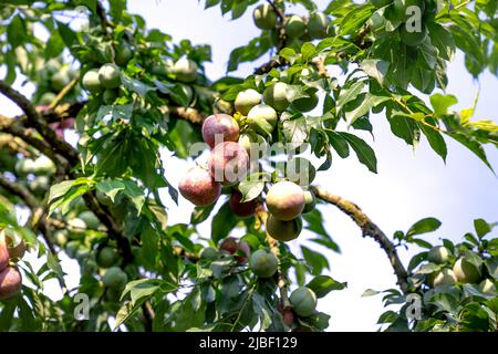 Reife blaue Pflaumen im riesigen Pflaumengarten Stockfoto