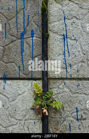 Pflanzen, die aus gebrochenen Fliesen und Zement in der Wand mit blauer Farbe Tropfen der Straße Nahaufnahme Kraft der Natur Herbst Stockfoto