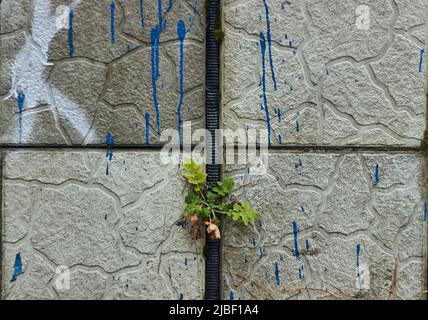 Pflanzen, die aus gebrochenen Fliesen und Zement in der Wand mit blauer Farbe Tropfen der Straße Nahaufnahme Kraft der Natur Herbst Stockfoto
