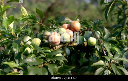 Reife blaue Pflaumen im riesigen Pflaumengarten Stockfoto