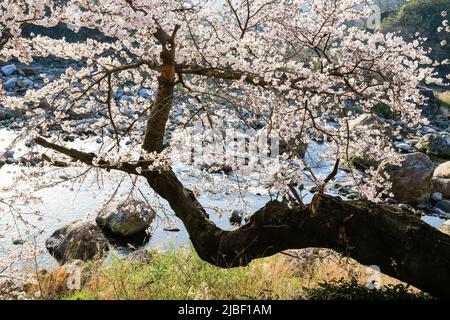 Weiße Kirschblüten am Seomjin River in Gurye. Stockfoto