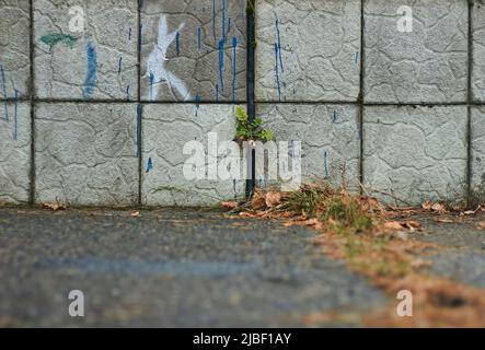 Pflanzen, die aus gebrochenen Fliesen und Zement in der Wand mit blauer Farbe Tropfen der Straße Nahaufnahme Kraft der Natur Herbst Stockfoto