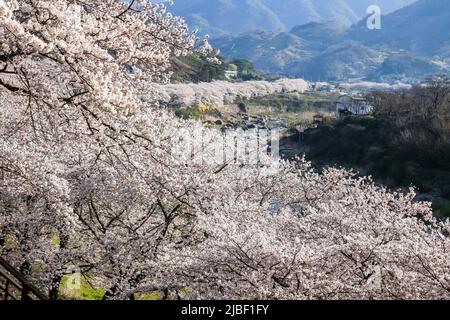 Weiße Kirschblüten am Seomjin River in Gurye. Stockfoto
