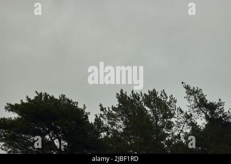 Herbst Wald Tischlerei Kiefer Baum unberührt hohen Kontrast auf grauen Himmel Hintergrund Stockfoto