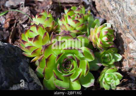 Rosette von Sempervivum tectorum oder dem gewöhnlichen Hauseek, Nahaufnahme mit selektivem Weichfokus Stockfoto