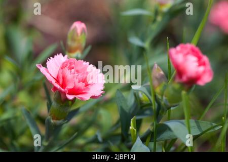 Rosa Blüten von Dianthus caryophyllus, Makrofoto mit selektivem Weichfokus Stockfoto