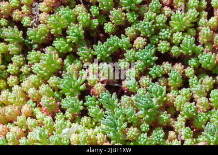 Sedum hispanicum oder spanischer Steinkropf wachsen im Sommergarten, Nahaufnahme von oben Stockfoto