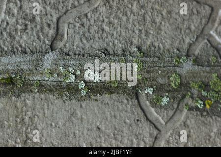 Moos, die aus zerbrochenen Fliesen und Zement in der Wand der Straße entstehen, machen die Kraft der Natur aus Stockfoto