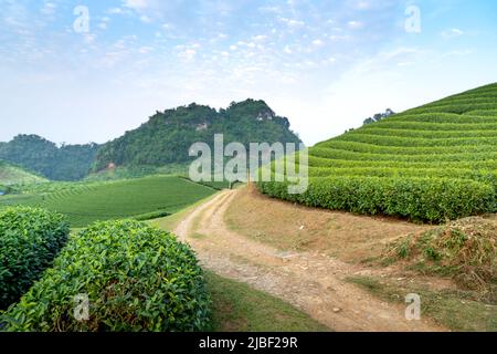 Sonnenuntergang auf dem MOC Chau Tea Hill, Provinz Son La, Vietnam Stockfoto