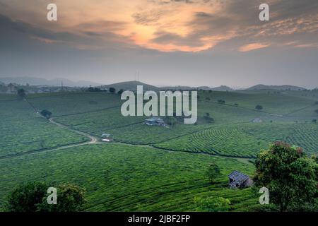 Sonnenuntergang auf dem MOC Chau Tea Hill, Provinz Son La, Vietnam Stockfoto