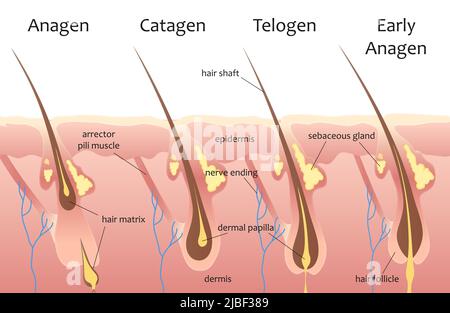 Zyklus des menschlichen Haarwachstums, Infografik Vektordarstellung. Animation Prozess mit Schichten und Abschnitten der Haut, Haarwurzel, Epidermis-Strukturen in medizinischen Schema Hintergrund. Dermatologisches Konzept Stock Vektor