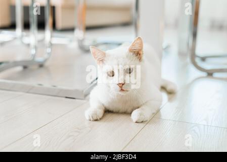 Eine weiße Katze, die auf der Straße gerettet wurde, sitzt mit einem schmerzenden Auge auf dem Boden im Haus und schaut genau hin Stockfoto