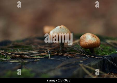 Drei schöne kleine essbare Pilze wachsen im Herbstwald auf einem alten trockenen Baumstumpf Stockfoto