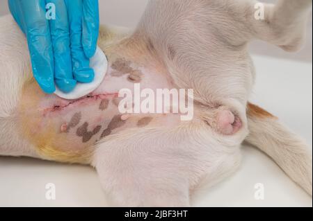 Der Tierarzt behandelt die Naht des Hundes nach einer chirurgischen Operation. Stockfoto