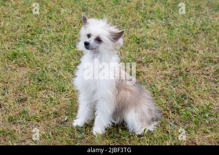 Süßes Puderpuff chinesischer Haubenhund-Welpe sitzt auf dem grünen Gras im Sommerpark. Haustiere. Reinrassige Hündin. Stockfoto