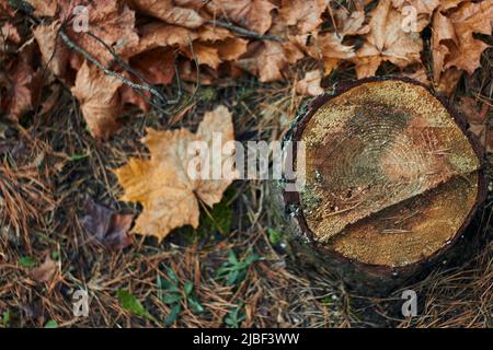 Drei schöne kleine essbare Pilze wachsen im Herbstwald auf einem alten trockenen Baumstumpf Stockfoto