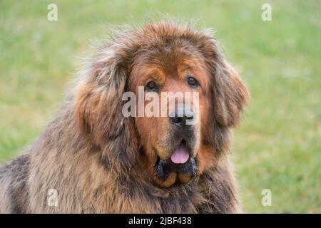 Das Porträt des Tibeter-Mastiff sitzt auf dem grünen Gras im Sommerpark. Haustiere. Schutzhund. Reinrassige Hündin. Stockfoto