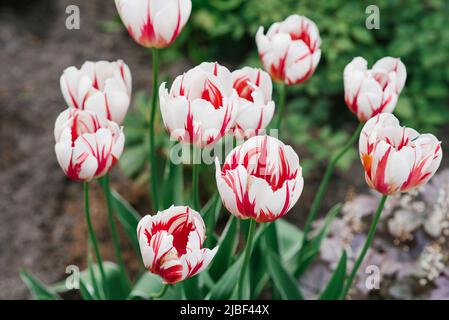 Tulip glückliche Generation im Frühjahr im Garten Stockfoto