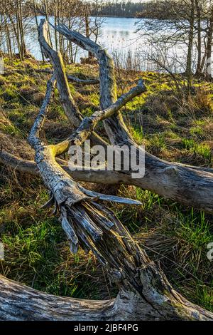 Trockener Stamm, der zu Boden gefallen ist, ohne Rinde am See. Assens, Dänemark, Europa Stockfoto