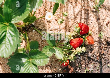 Frische, reife rote Bio-Erdbeeren wachsen auf einem Busch im Garten. Ohne Chemikalien und Nitrate Stockfoto