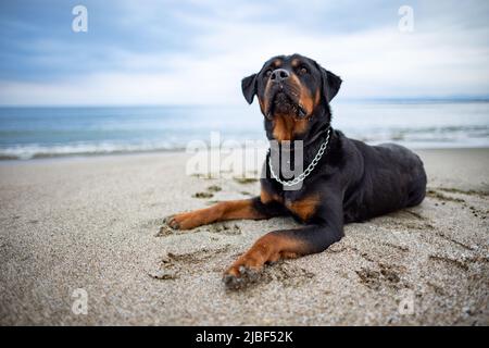 Ein trauriger, schöner aufmerksamer Hund der Rottweiler-Rasse liegt an einem Sandstrand und lauscht den Geräuschen um ihn herum und wartet auf seinen Besitzer Stockfoto