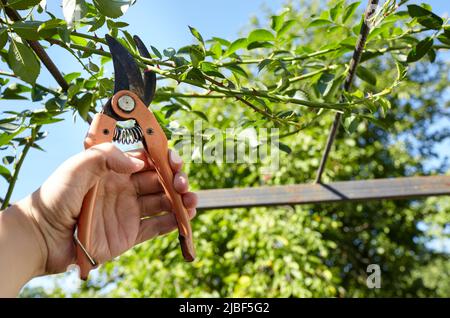 Mann im Garten im Hinterhof. Hände von Mans mit einer Gartenschere, die verwelkende Blumen auf Rosenbusch abschneidet. Saisonale Gartenarbeit, Beschneiden von Pflanzen mit Beschneiungsscheren Stockfoto