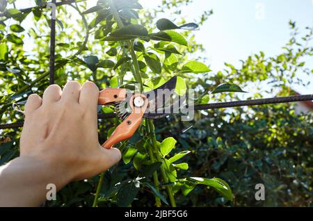 Mann im Garten im Hinterhof. Hände von Mans mit einer Gartenschere, die verwelkende Blumen auf Rosenbusch abschneidet. Saisonale Gartenarbeit, Beschneiden von Pflanzen mit Beschneiungsscheren Stockfoto