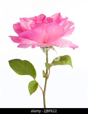 Blüht von rosa Rosenblüte auf weißem Hintergrund. Schöne rosa Rose Knospe Stockfoto