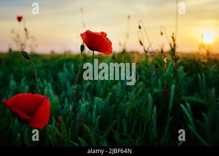 Blühende rote Mohnblumen im grünen Feld gegen Sonnenuntergang Himmel, schöne natürliche Landschaft im Sommer Stockfoto