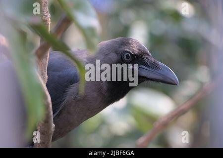 Indian Grey Neck Crow sitzt auf einem Baum Brunch. Tageslicht. Nahaufnahme. Stockfoto