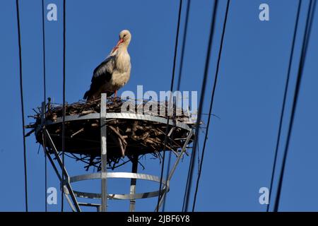 Ein einziger Weißstorch steht auf einem Nest unter Stromleitungen mit blauem Himmel Stockfoto