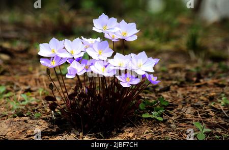 Eine wilde Brombeerblüte, die im Frühjahr mit wunderschönen violetten Blüten blüht. Stockfoto