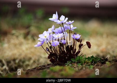 Eine wilde Brombeerblüte, die im Frühjahr mit wunderschönen violetten Blüten blüht. Stockfoto