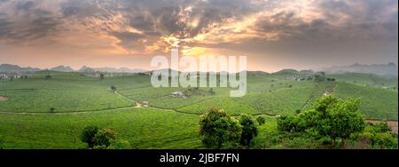 Sonnenuntergang auf dem MOC Chau Tea Hill, Provinz Son La, Vietnam Stockfoto