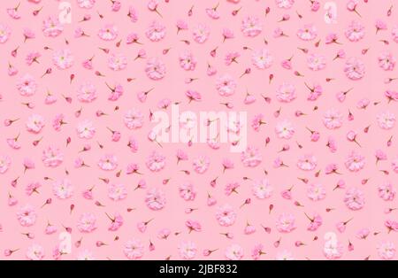 Nahtlose Blumenmuster von Sakura Kirschblüten floral, spät blühende doppelt blühte japaneese yaezakura auf rosa Hintergrund flach Lay Draufsicht Stockfoto