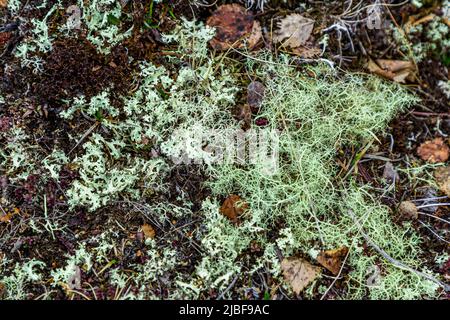 Vegetation im Skutustadhir-Gebiet des Myvatn-Sees, Island Stockfoto