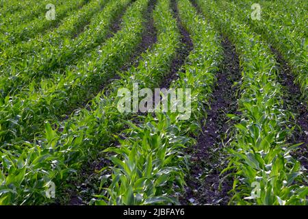 Reihen junger grüner Maispflanzen, die im Frühjahr auf einem üppigen Ackerfeld wachsen Stockfoto