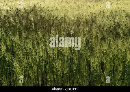 Grünes Feld mit sonnendurchfluteter Gerste, die im Sommer in der Brise weht Stockfoto