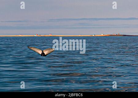 Der Höhepunkt der Walbeobachtung ist die weiße Heckflosse an der Unterseite eines Buckelwals, während er taucht. Im Hintergrund können Sie Flatey Island sehen, die nur im Sommer bevölkert ist. Zahlreiche Boote legen von Húsavík (Island) ab, um Wale zu beobachten Stockfoto