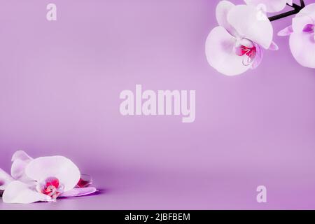 Schöne florale Hintergrund. Weiße und rosa phaenopsis Orchideen auf einem violetten Hintergrund. Pastellfarben. Tropische Blume, Zweig von Orchideen. Mockup mit Witz Stockfoto