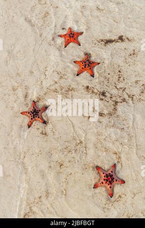 Vier wunderschöne orangefarbene Seesterne, die bei Ebbe im Sand liegen Stockfoto