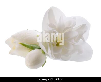 Jasminblüte, isoliert auf weißem Hintergrund. Weiße terry Jasminblüten Stockfoto