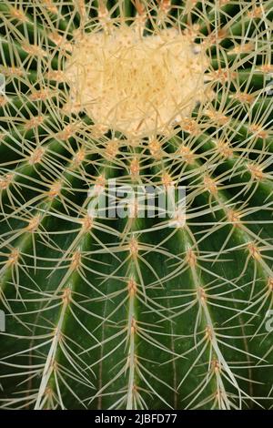 Abstrakt natürlicher Hintergrund von Echinocactus grusonii (Kroenleinia grusonii), dem goldenen Fasskaktus oder Goldkugel, Familie: Cactaceae, endemisch aus Stockfoto